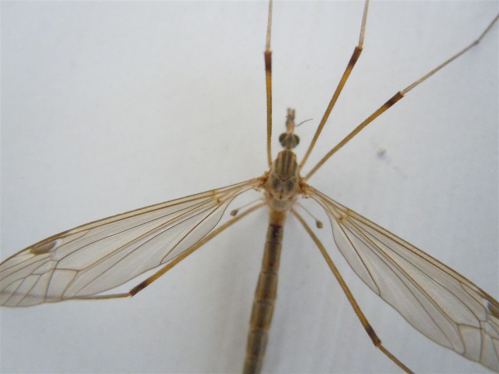 Tipula sp.